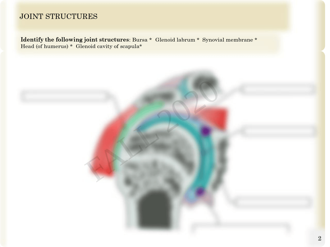 Anatomy Chapter 8 Lab.pdf_d9ciqg4aw6d_page2