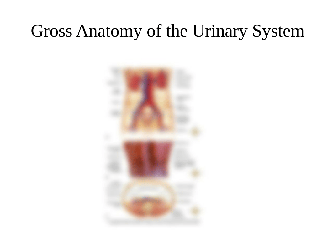 Ch 18 Urinary System Disorders - Modified.pptx_d9cwousfemq_page5