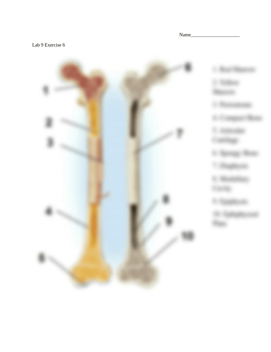 Week 8 Lab 6 Bone.docx_d9cx2iszlge_page1