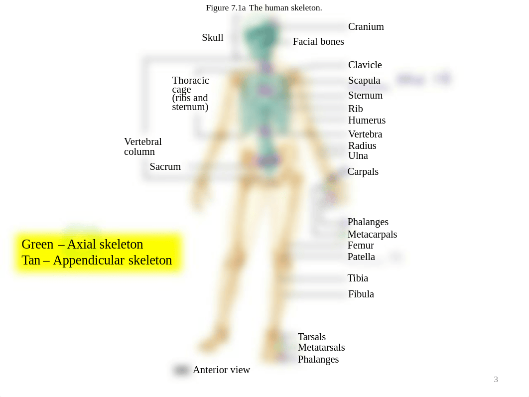 Lab_7_Axial_Skeleton.pdf_d9d0h20q89l_page4