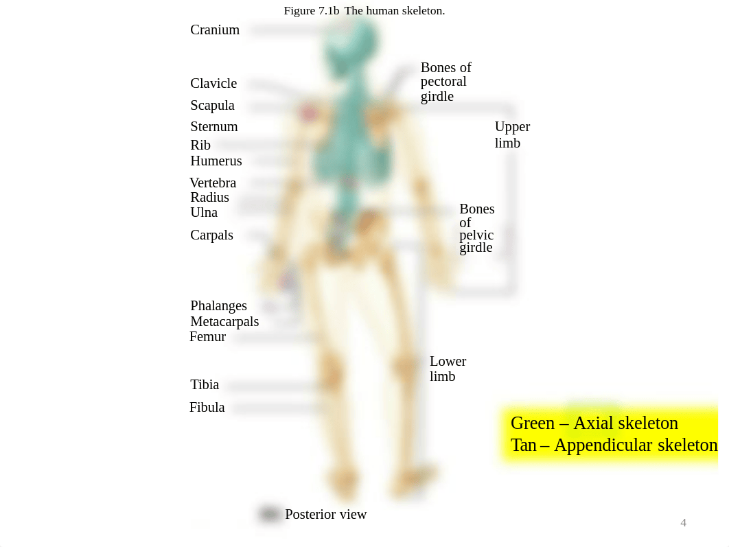 Lab_7_Axial_Skeleton.pdf_d9d0h20q89l_page5