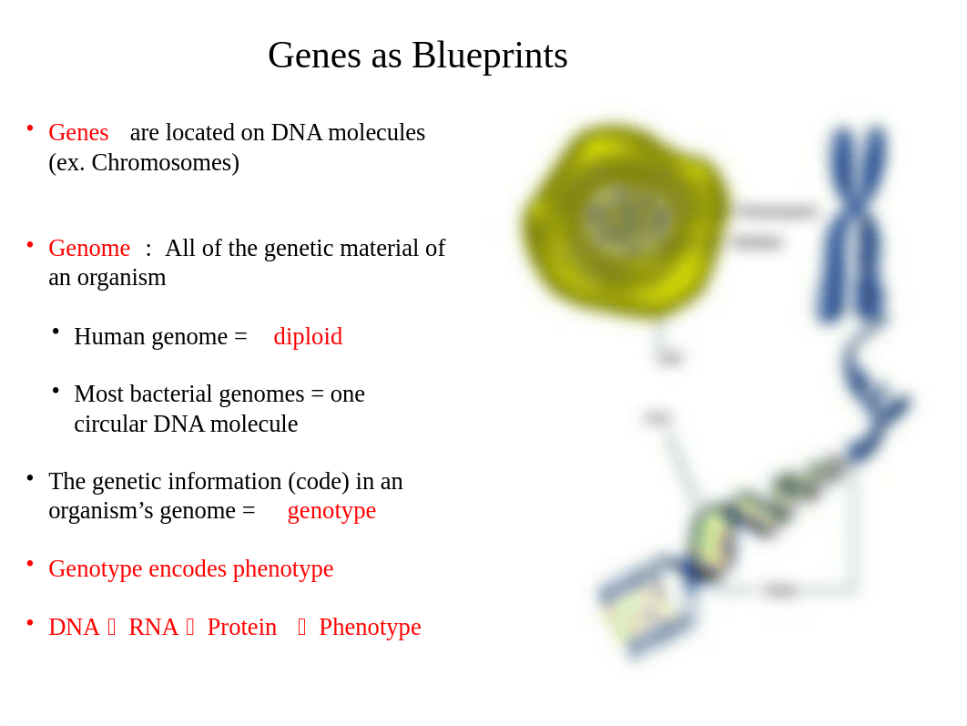 BIO220 - CHAPTER 8 AND 5 POWERPOINT  - MICROBIAL GENETICS AND VIRUSES.pptx_d9dcfa9ez3q_page4