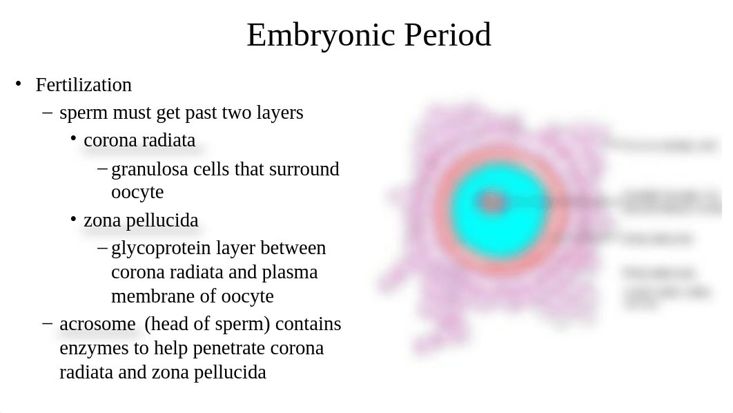 Chapter 29 Inheritance, Genetics, & Teratogens.pptx_d9do05ejms2_page4