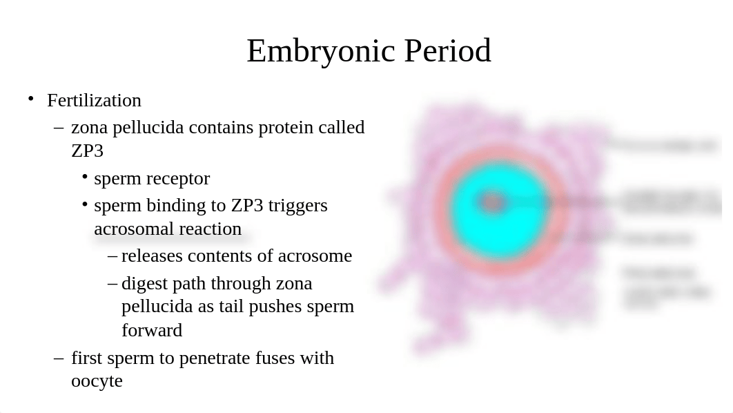 Chapter 29 Inheritance, Genetics, & Teratogens.pptx_d9do05ejms2_page5