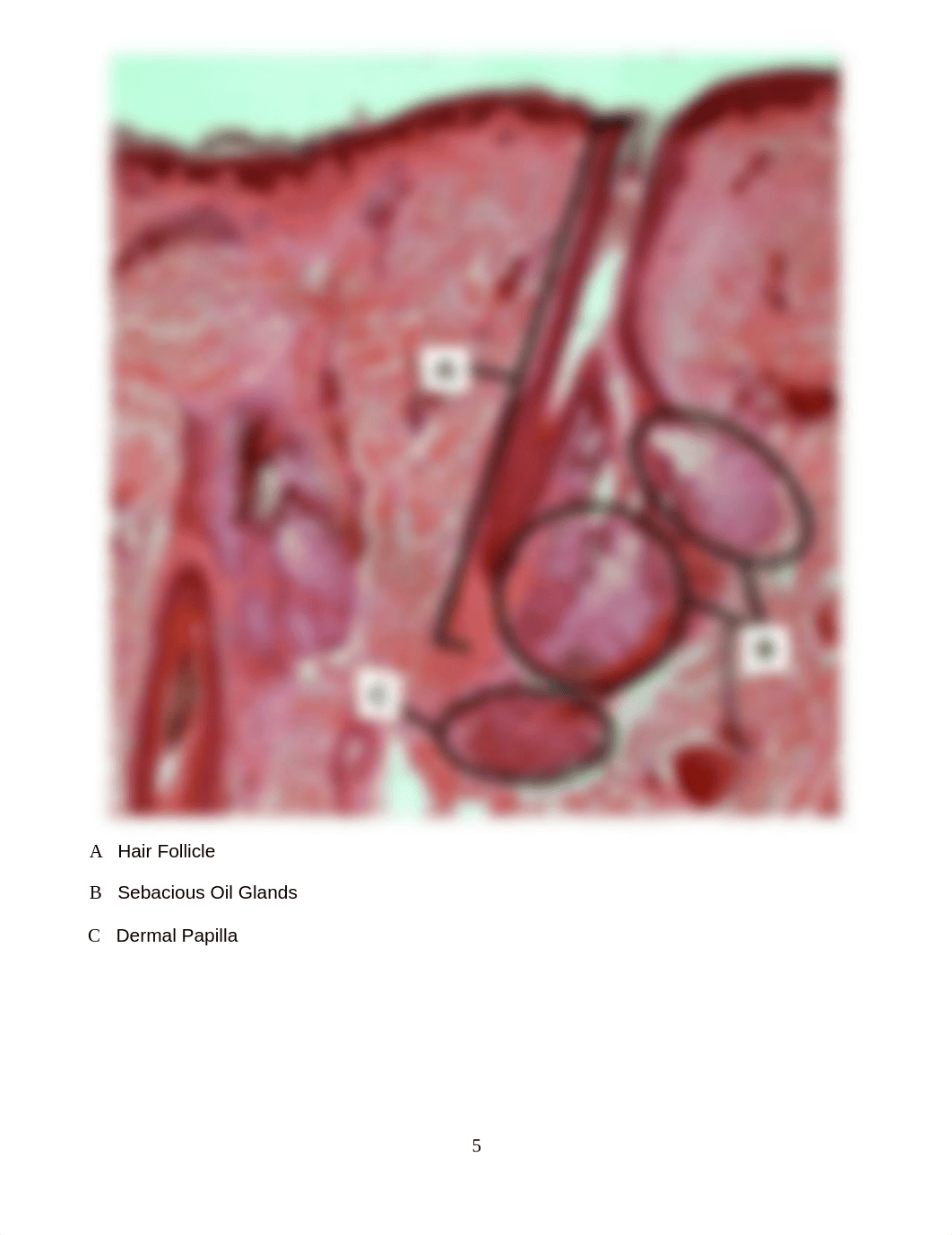 Lab 5 - Skin lab (online).docx_d9dp7tqseow_page5