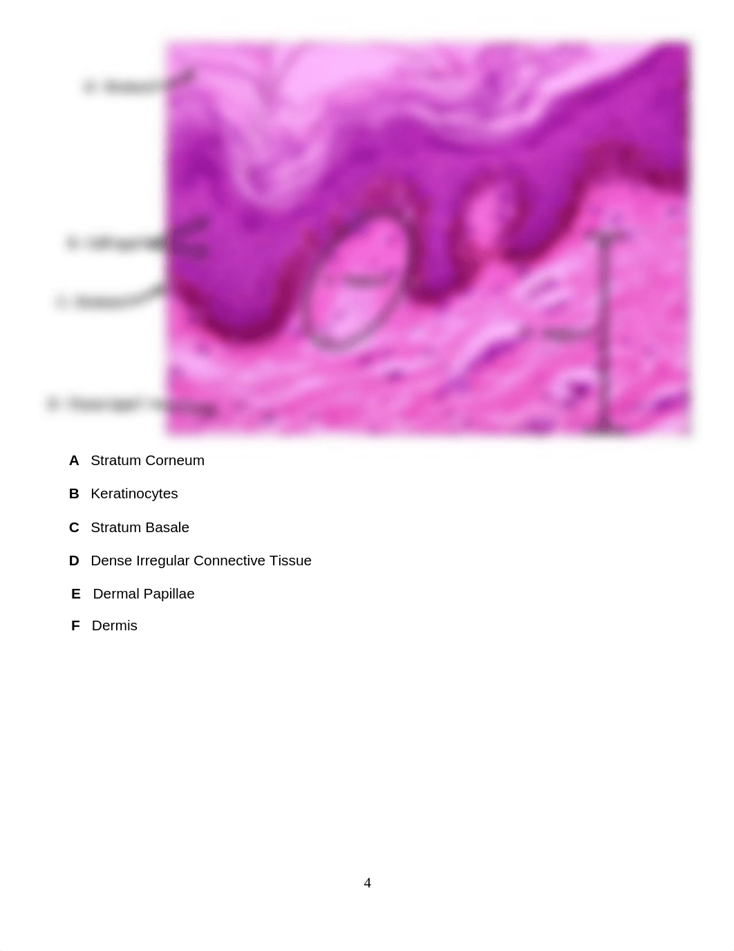 Lab 5 - Skin lab (online).docx_d9dp7tqseow_page4