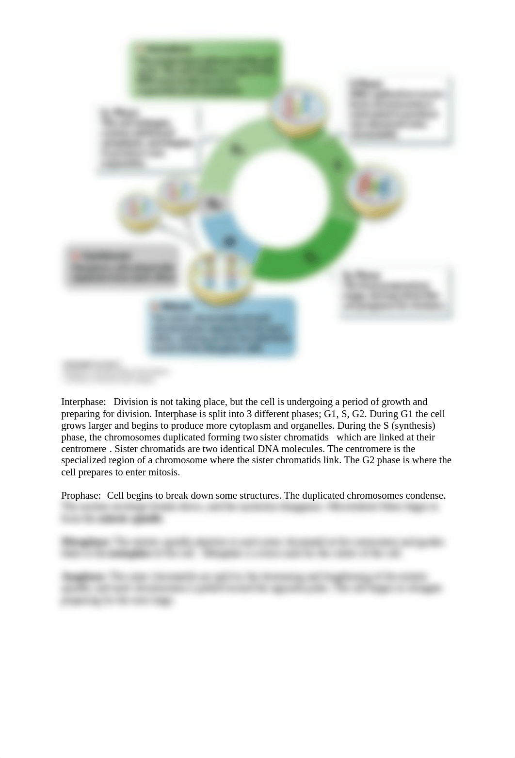 Mitosis Lab- Courtney Kappus.docx_d9dy8vqhie5_page3