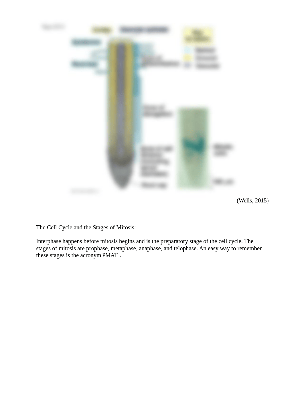 Mitosis Lab- Courtney Kappus.docx_d9dy8vqhie5_page2