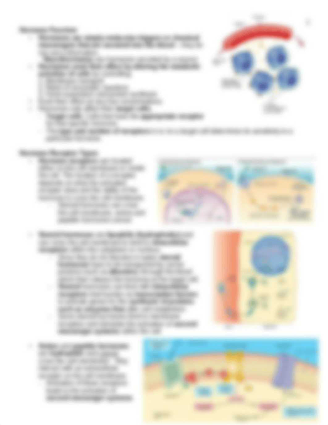 Lec Notes Endocrine System Phys.pdf_d9ecsnl7eav_page3