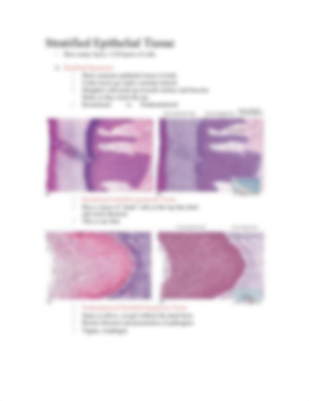 anatomy test 1 Epithelial Tissue.docx_d9es6wytezr_page3