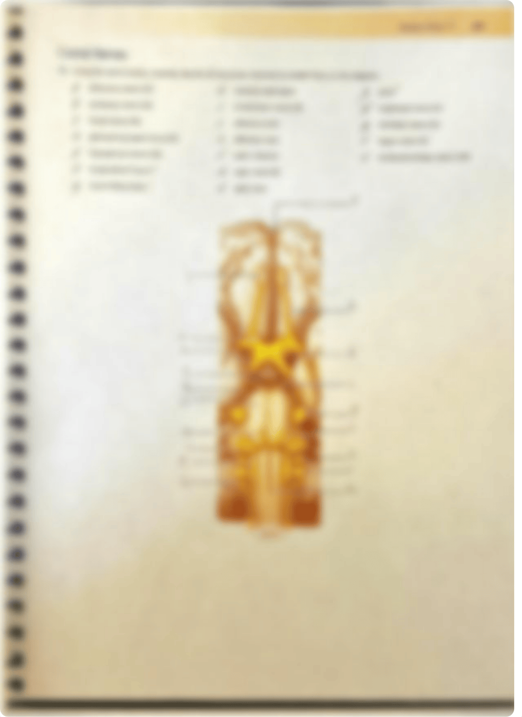 Gross Anatomy of the Brain and Cranial Nerves .pdf_d9fejeadw18_page5