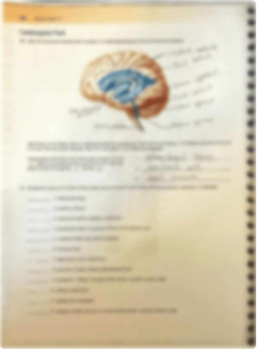 Gross Anatomy of the Brain and Cranial Nerves .pdf_d9fejeadw18_page4