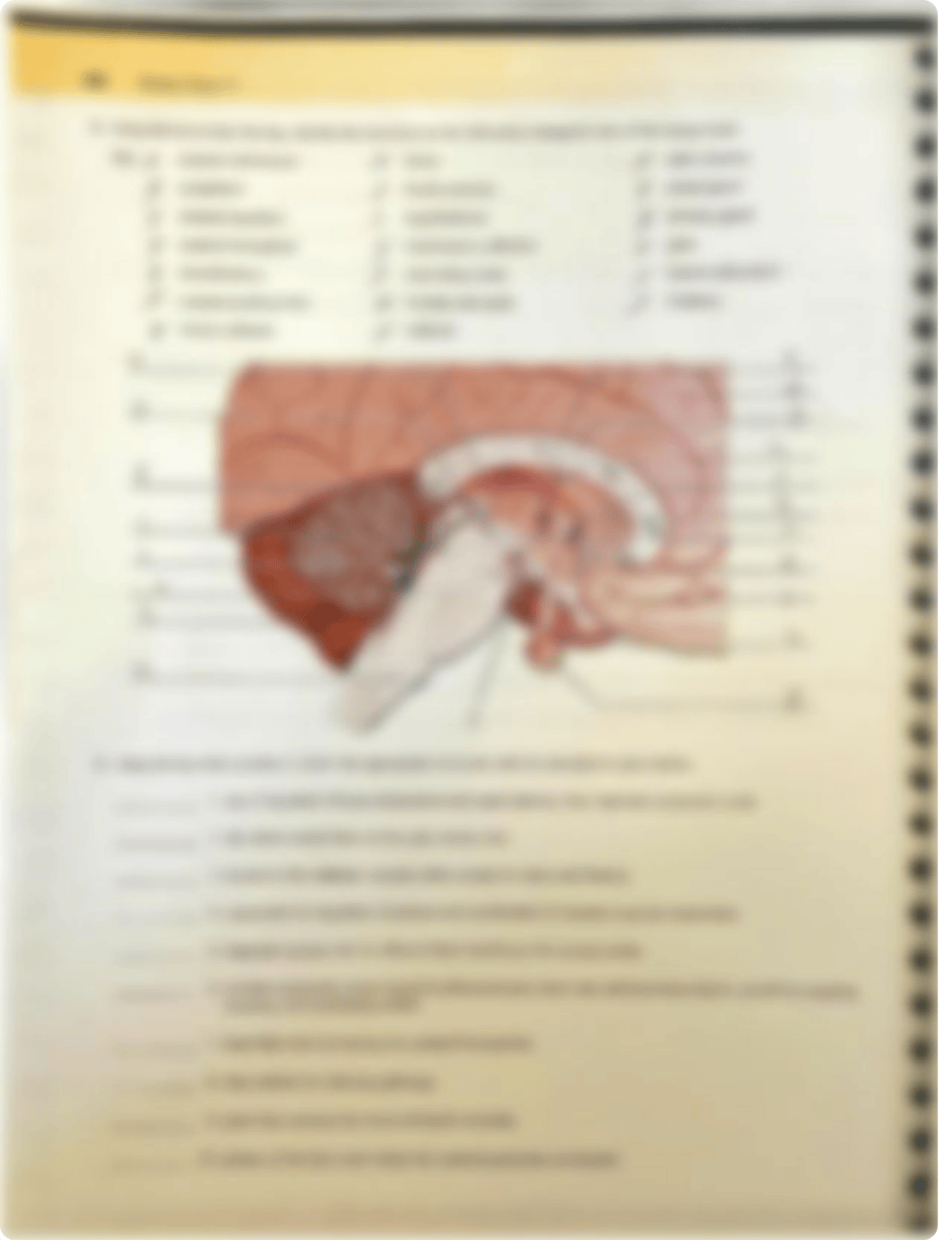 Gross Anatomy of the Brain and Cranial Nerves .pdf_d9fejeadw18_page2