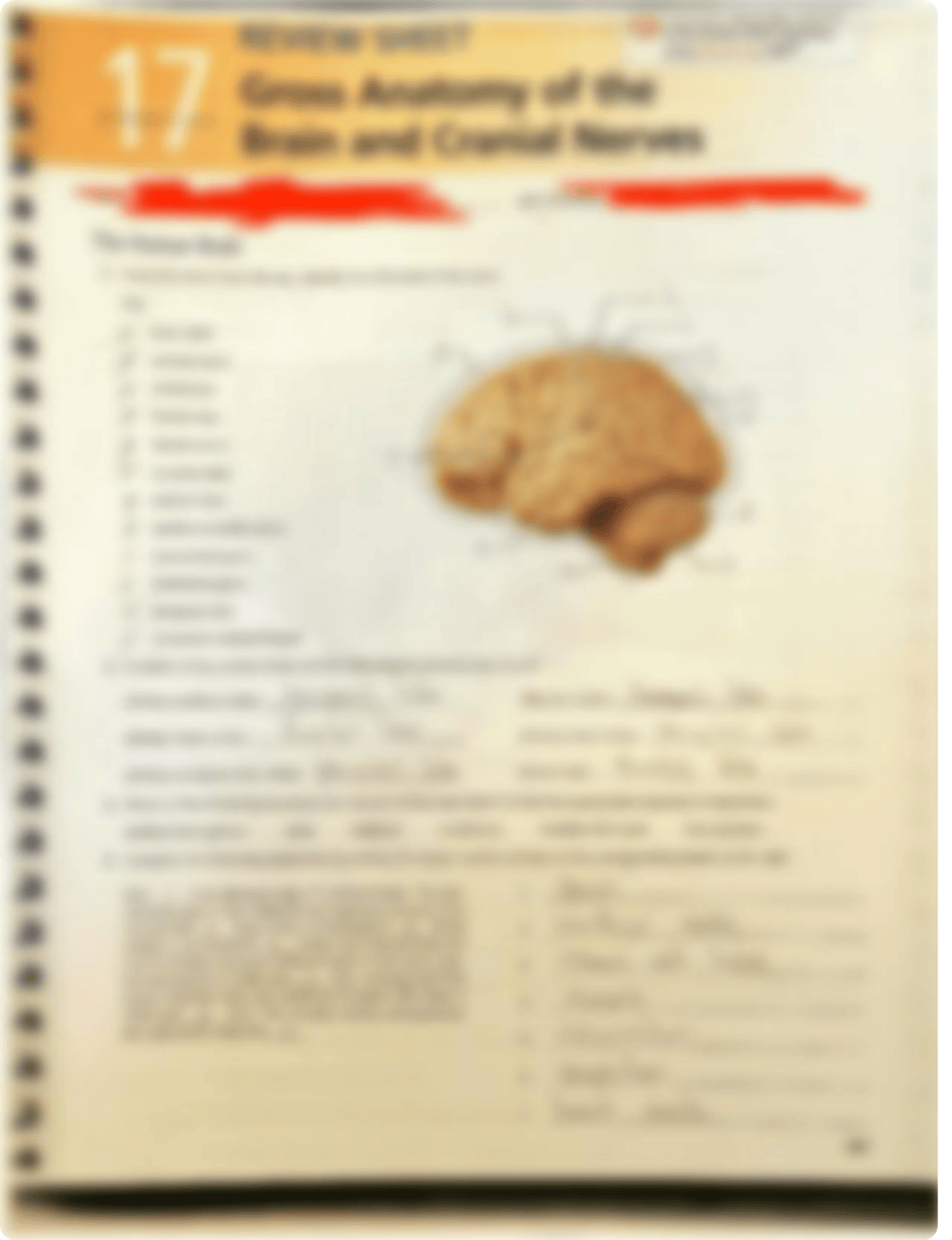 Gross Anatomy of the Brain and Cranial Nerves .pdf_d9fejeadw18_page1