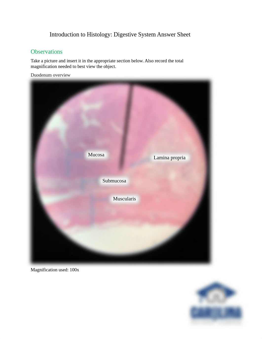 Eckstein_DigestiveLabAssignment.pdf_d9gdnwpqj94_page1