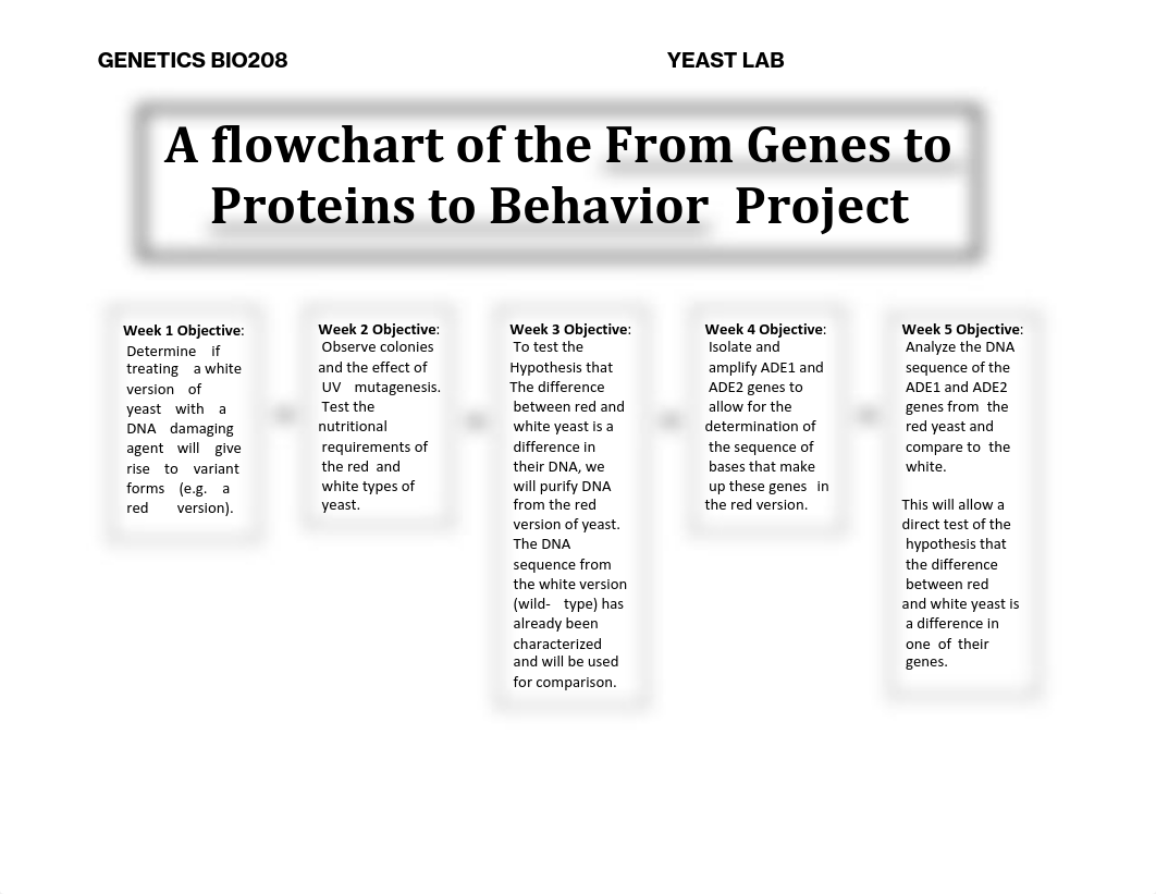 BIO208+Yeast+Genetics+Lab+Week+1+-From+Genes+to+Proteins+to+Behaviors_d9gjoduukmw_page2