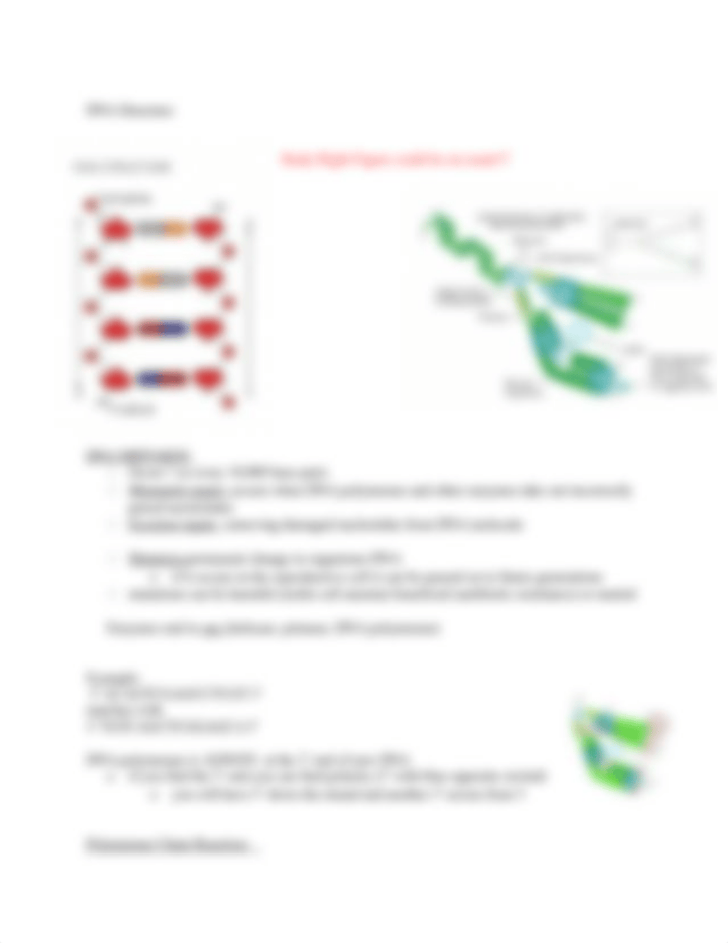 Chapter 19- DNA.docx_d9gvrppc1jr_page3