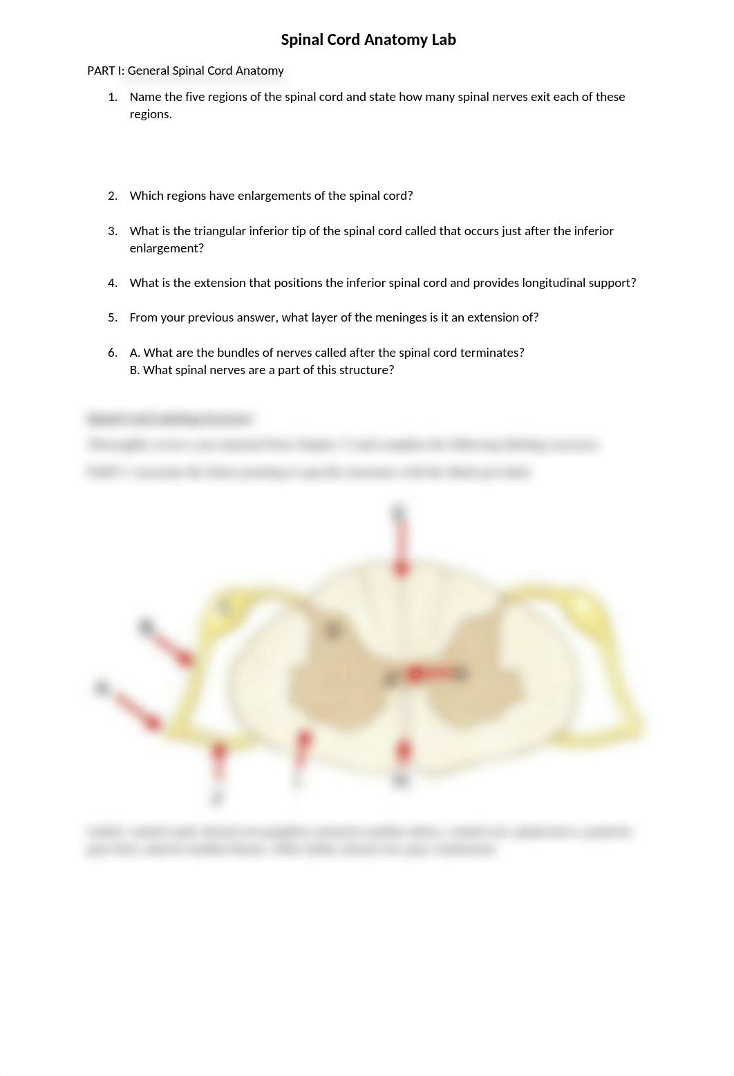 Spinal Cord Anatomy Lab.docx_d9gyzh16ycy_page1