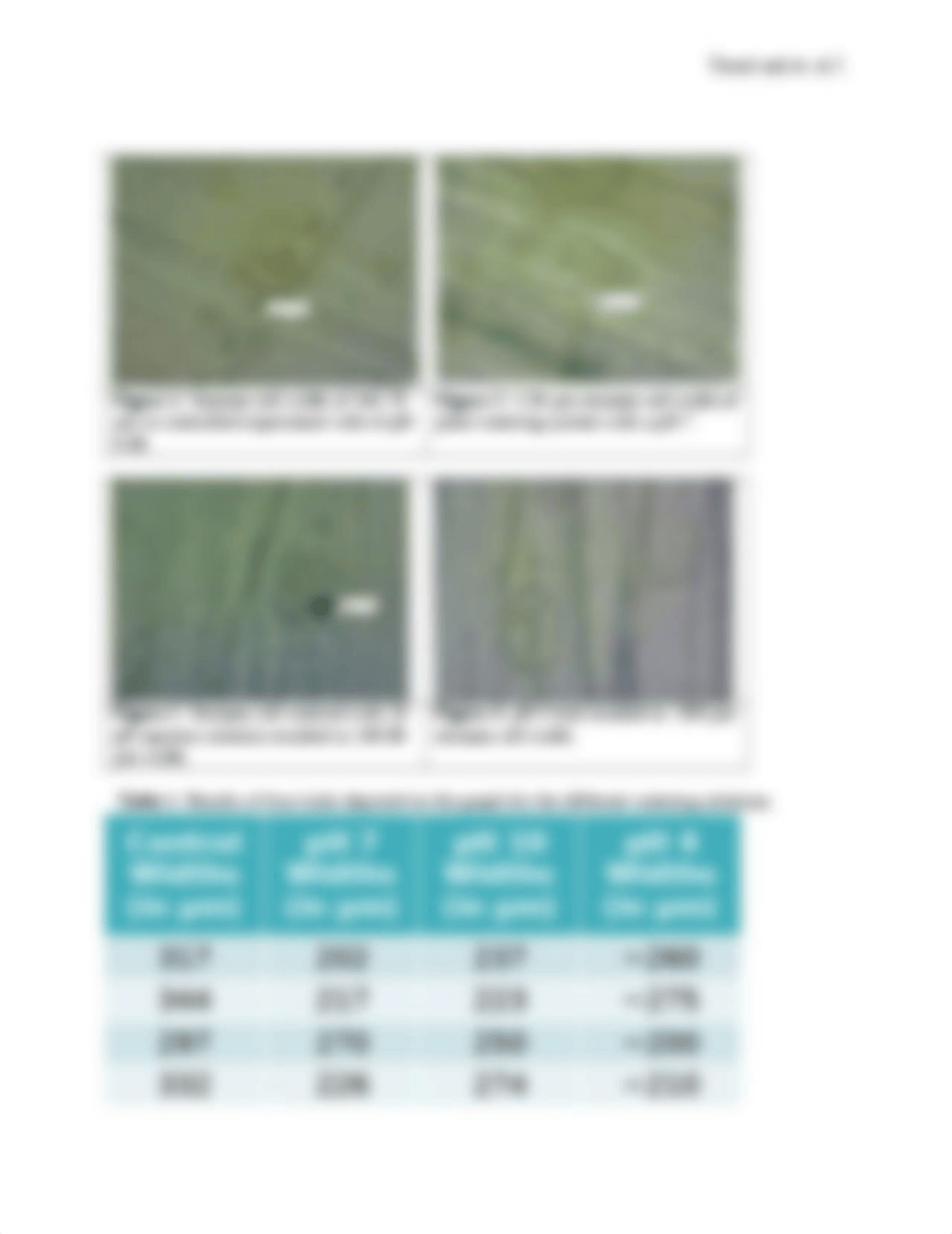 Variances in Stem Stomata Cell Size's of Wisconsin Fast Plant[2].docx_d9h67cjkldi_page2