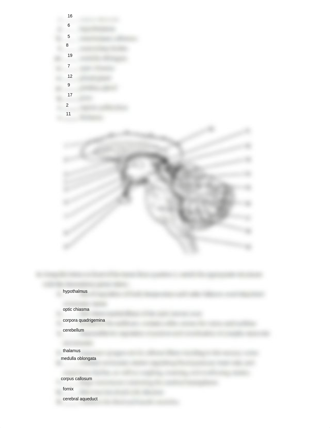 Ex17 Review sheet - Gross Anatomy of teh Brain and Cranial Nerves (1).pdf_d9hm4zxzr9m_page3