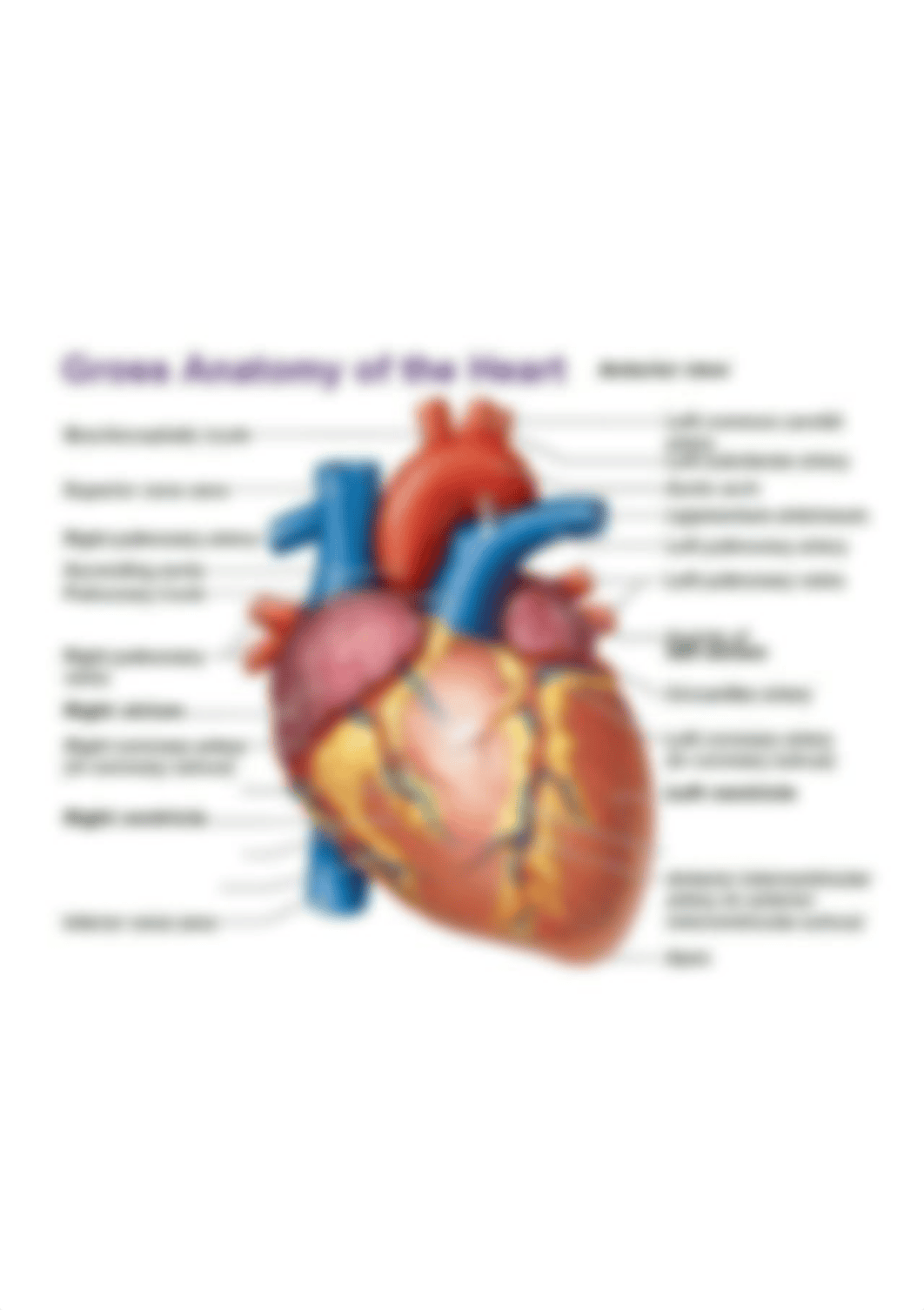 gross-anatomy-of-the-heart-anterior-view.jpg_d9ik28w3u5n_page1