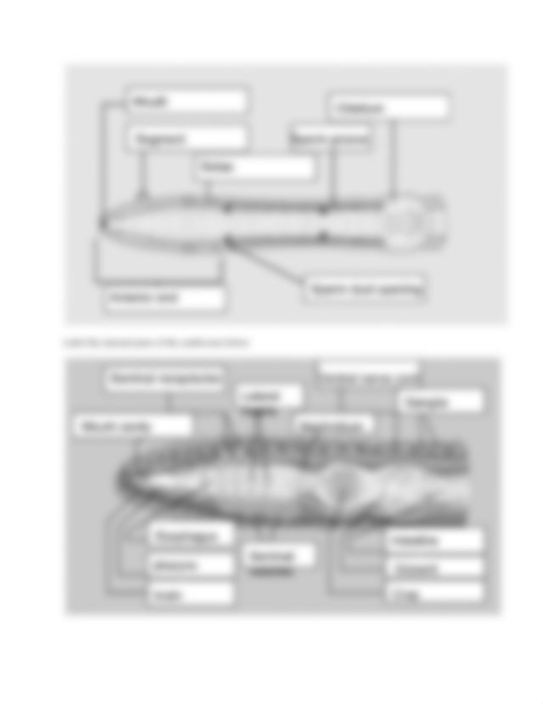 earthworm sea star dissection lab ch 15.docx.pdf_d9iylc3mmvp_page2