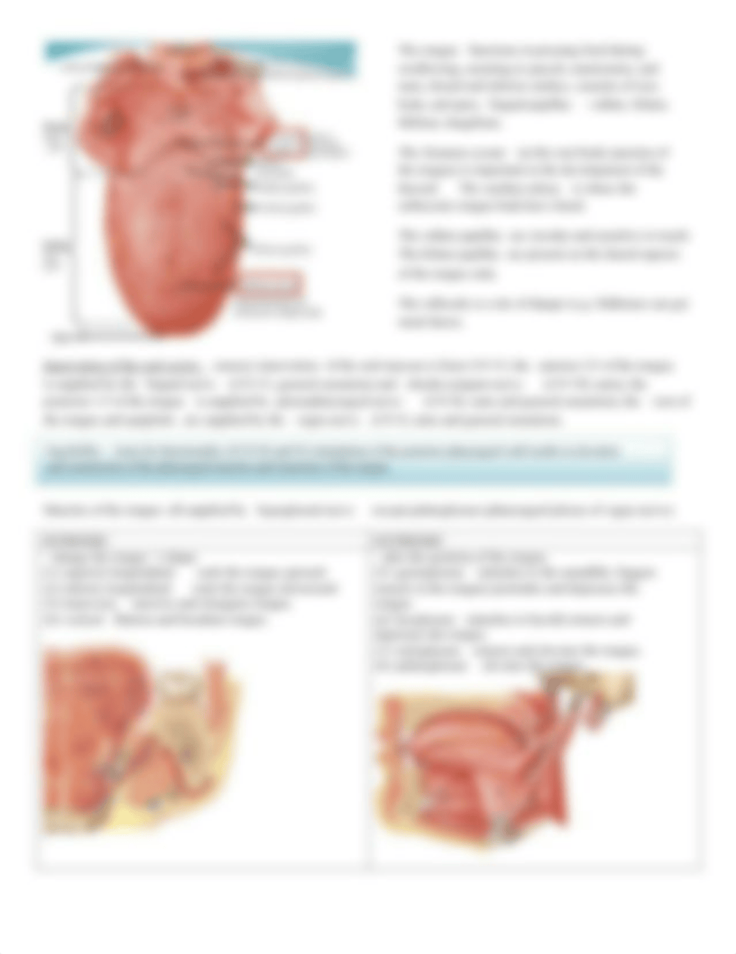 Oral Cavity.pdf_d9j6y1qekyb_page3