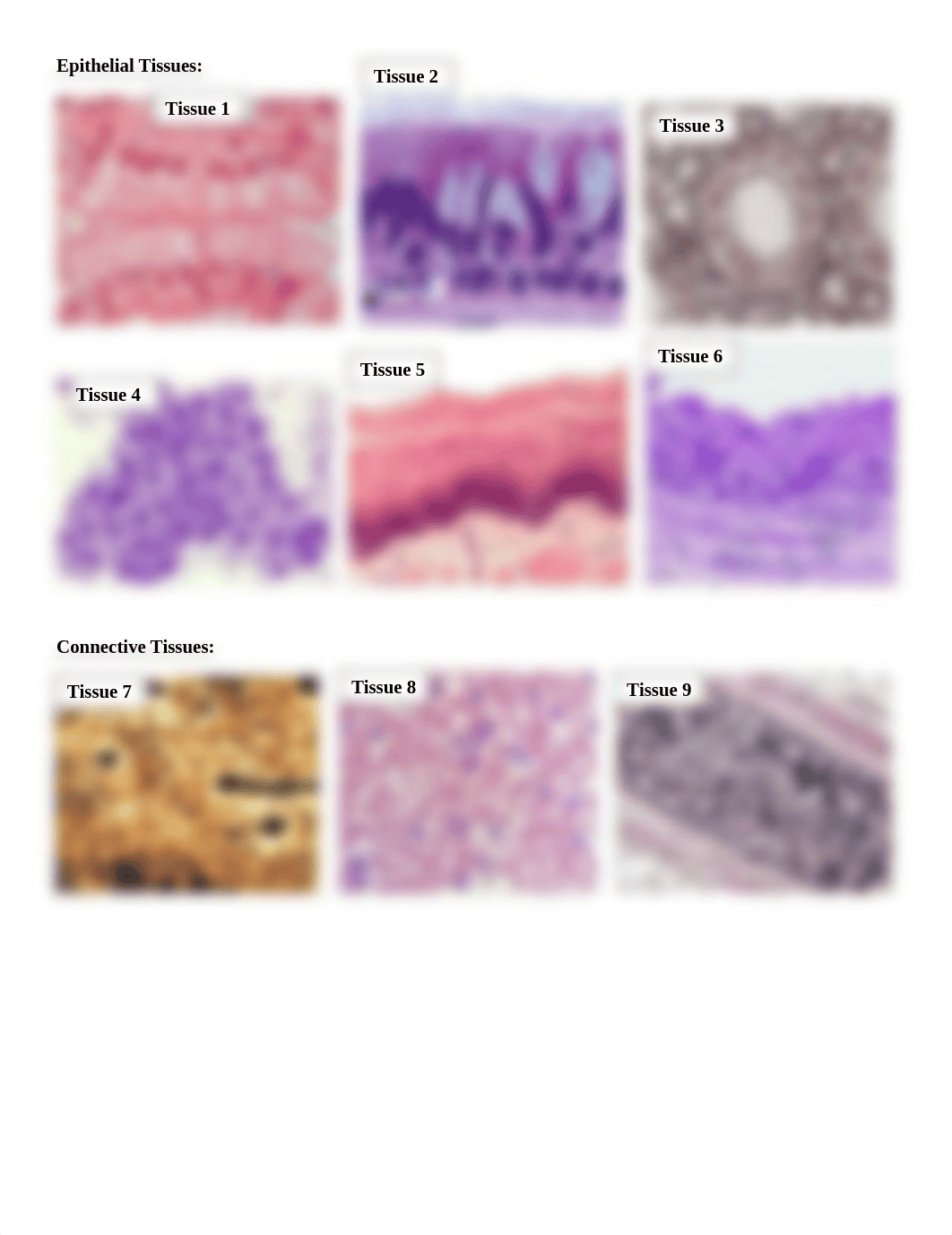 amarias Histology Lab 2b-1.docx_d9jc0w0kovt_page1