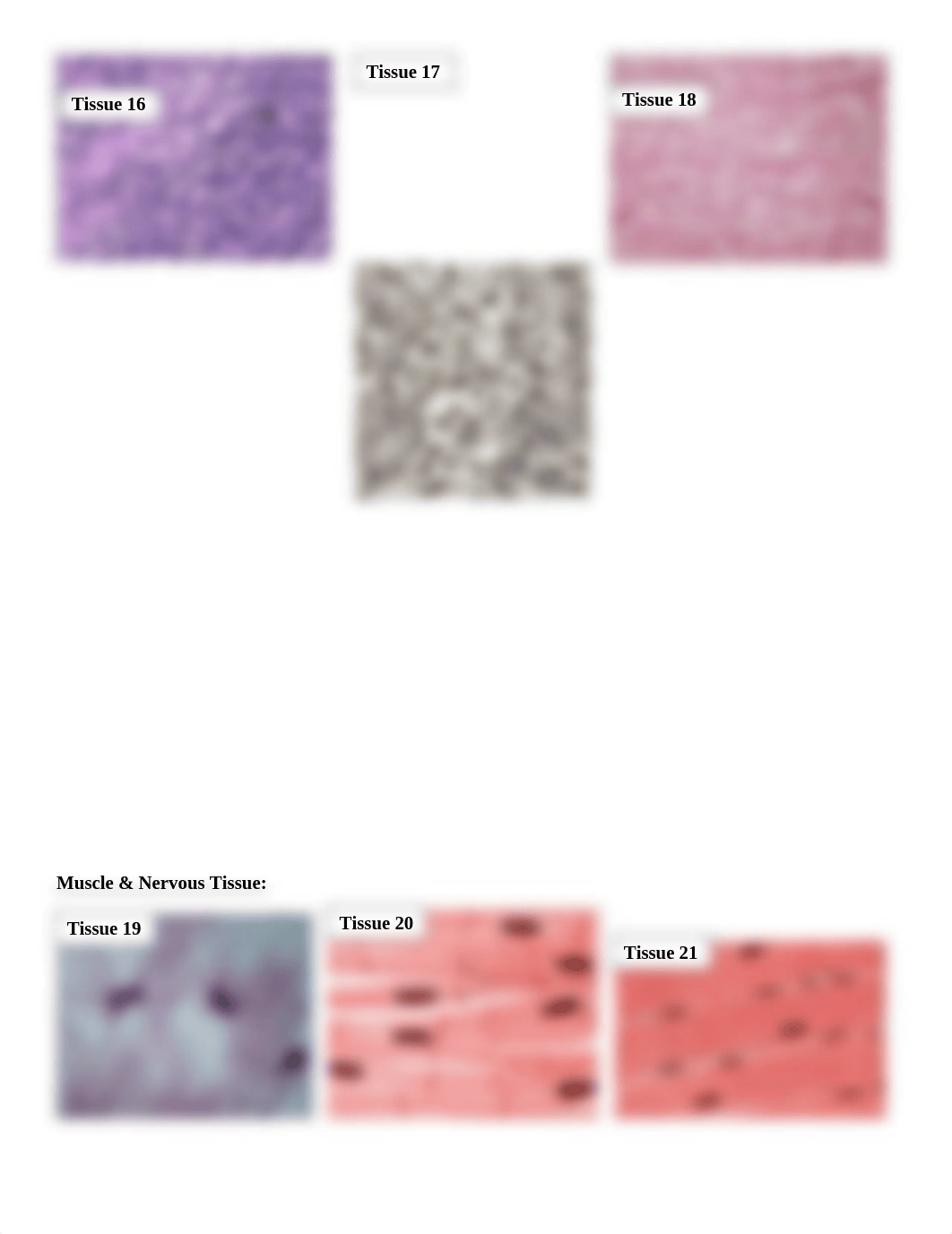 amarias Histology Lab 2b-1.docx_d9jc0w0kovt_page3