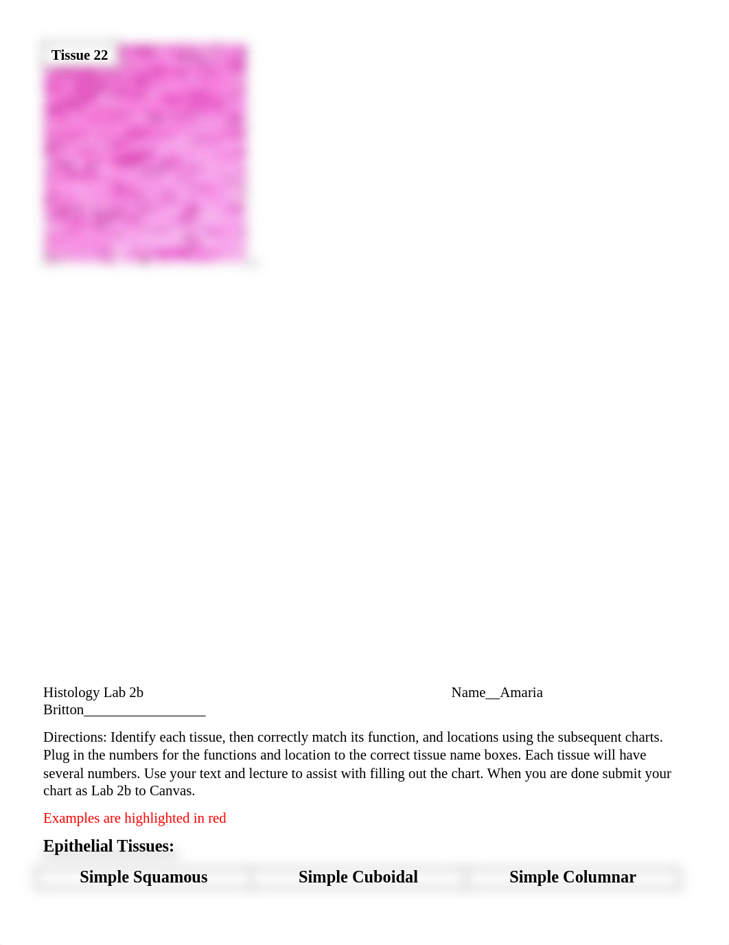 amarias Histology Lab 2b-1.docx_d9jc0w0kovt_page4