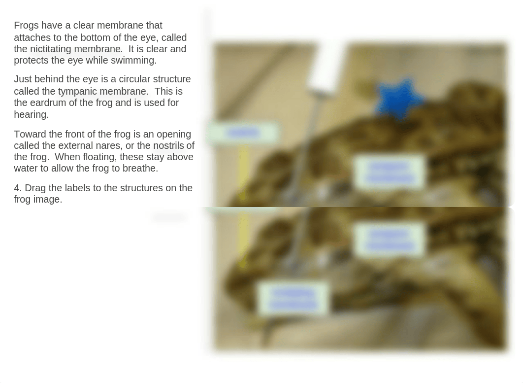 Frog Dissection SCIENCE WORK.pptx_d9ll0sizcw6_page5