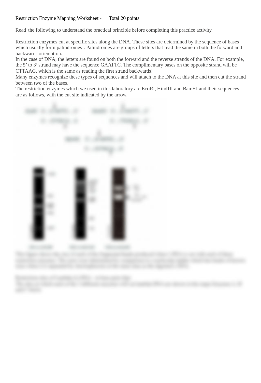 Restriction Enzyme Mapping Worksheet.docx_d9lqruw6vr5_page1