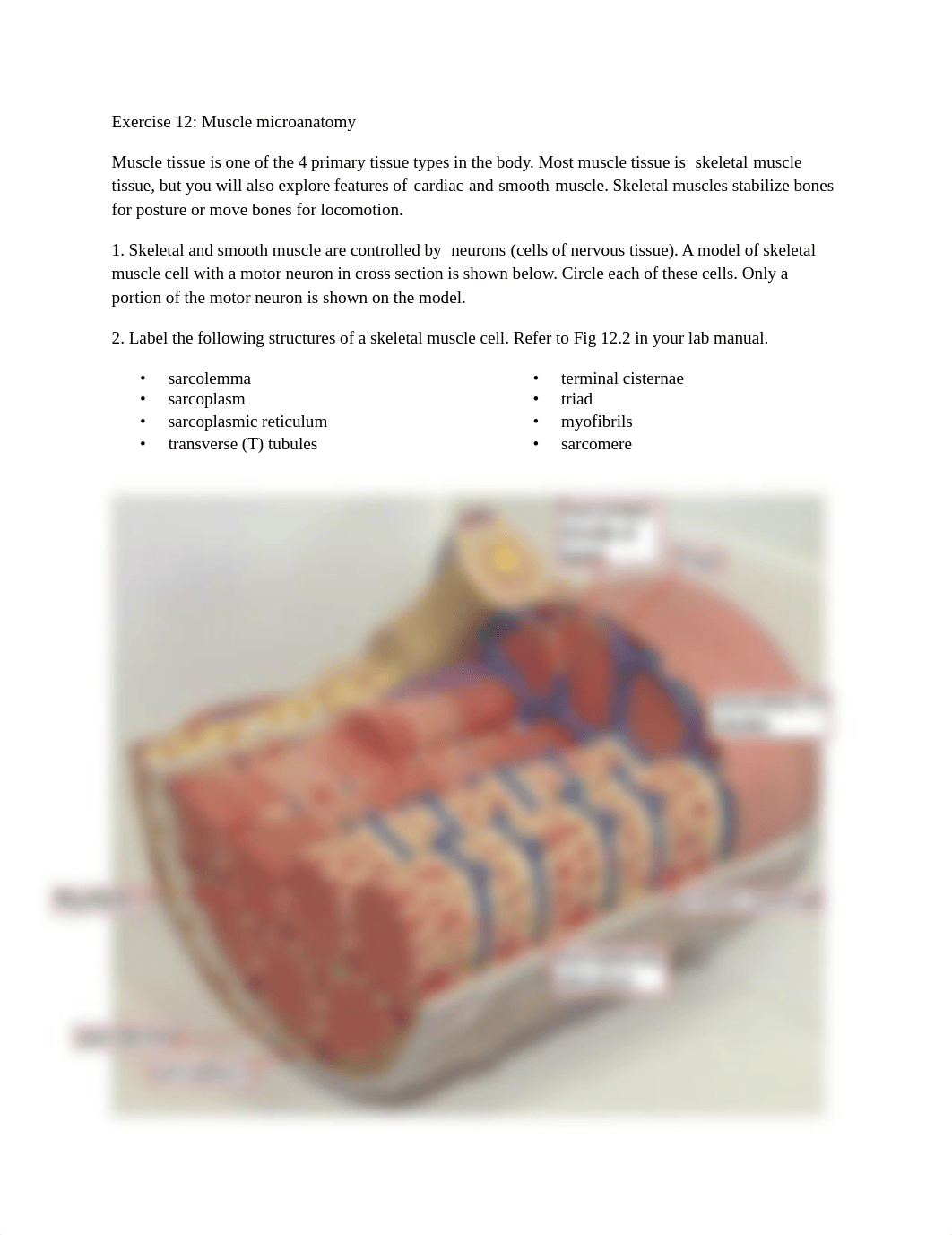 Muscle Tissue Lab Packet.pdf_d9m95vcompb_page1