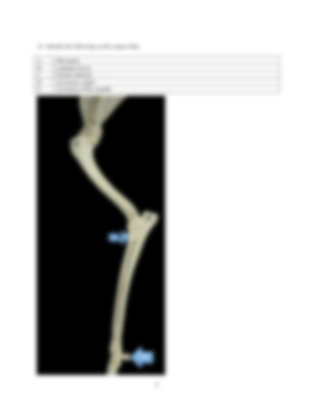 ASSIGNMENT 3.2 THE SKELETAL SYSTEM Finished.docx_d9mbi9d9np9_page5