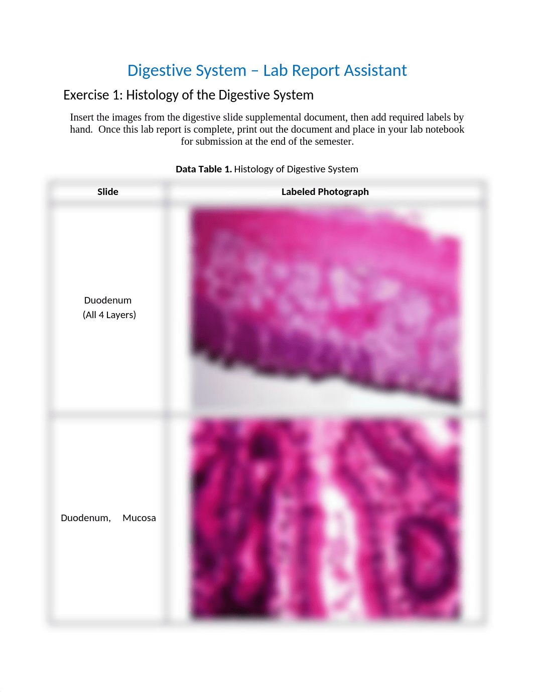 anatomy 2. Lab report 6.docx_d9mt4pdfcyn_page1