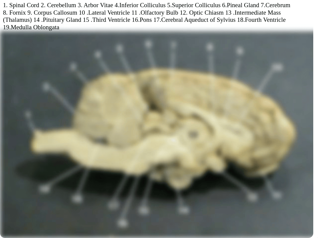 Sheep Brain Dissection_d9n94o44hzs_page2