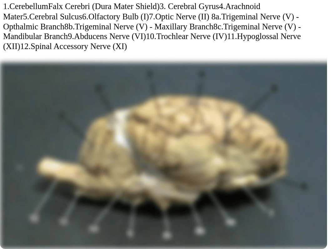 Sheep Brain Dissection_d9n94o44hzs_page1