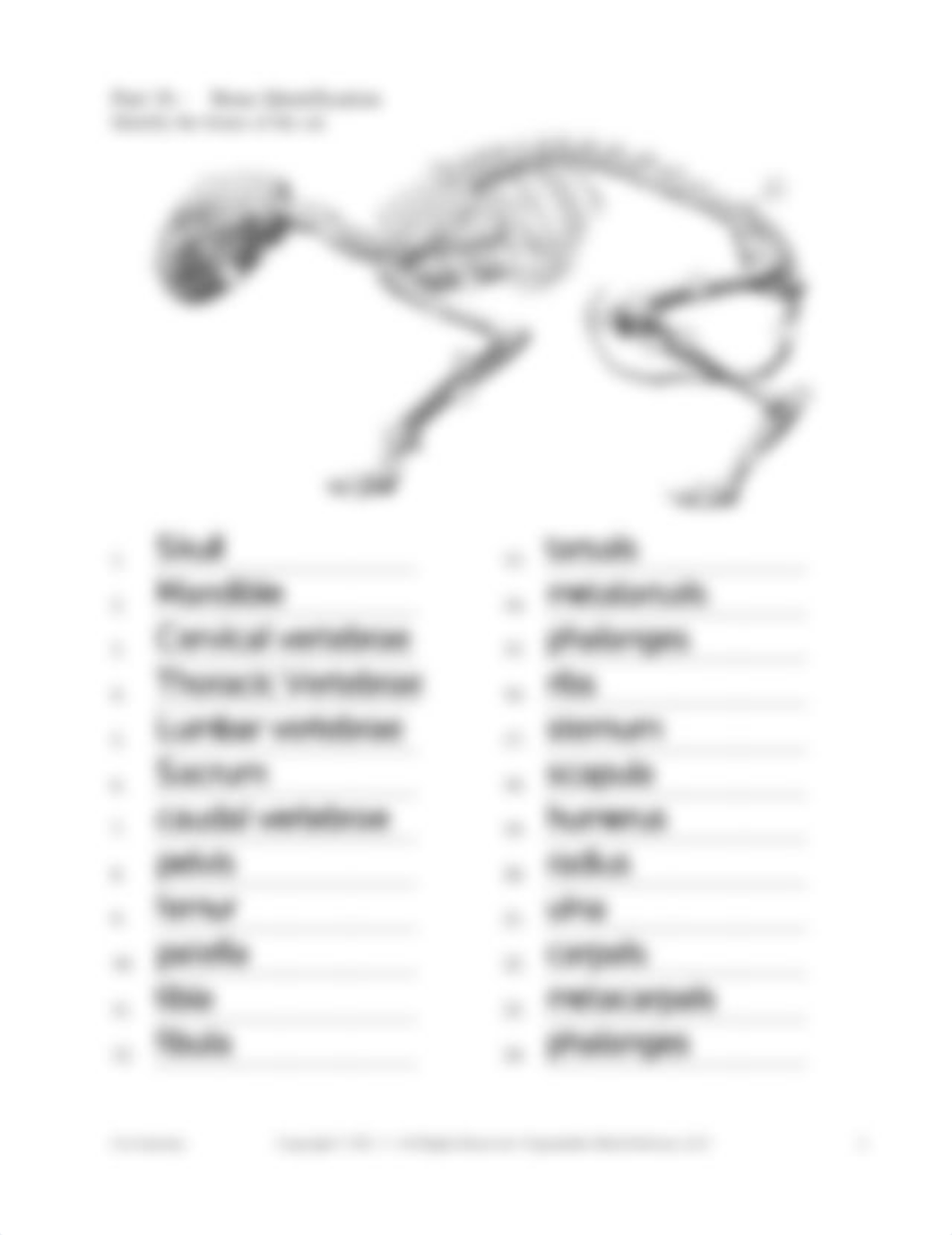 Cat Anatomy bones.pdf_d9ney7hue90_page2