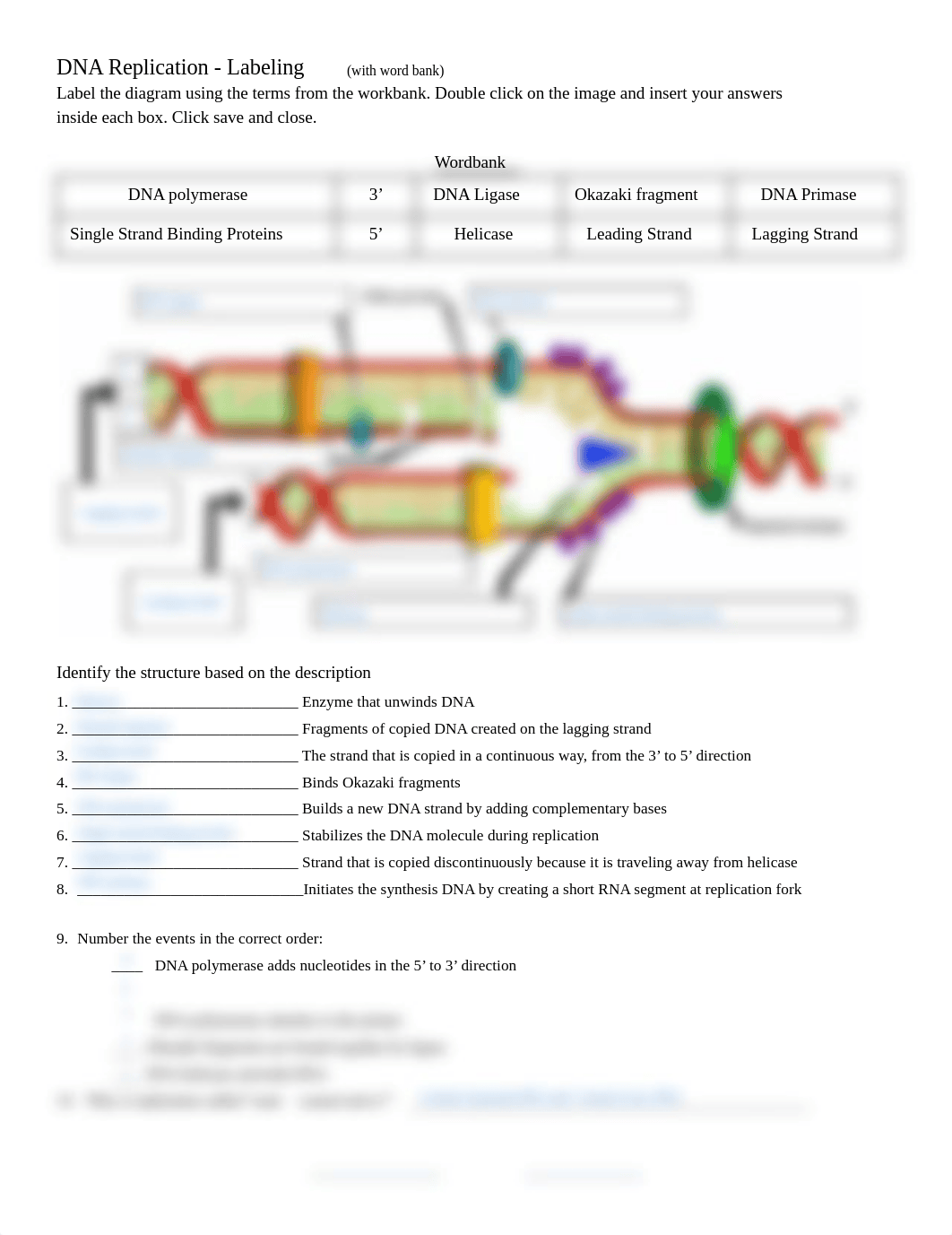 DNA Replication Labeling (With wordbank).pdf_d9oelhivp3p_page1