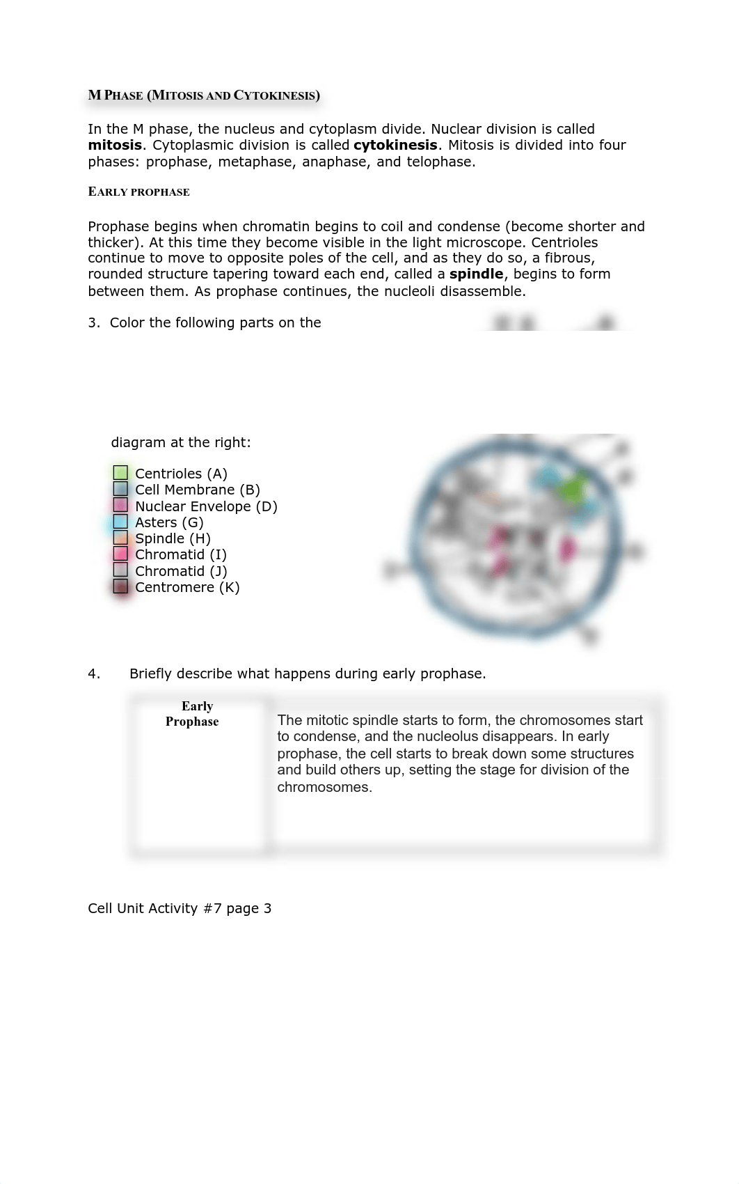 Cell_cycle_student fillable (1).pdf_d9ozgrdpv76_page3