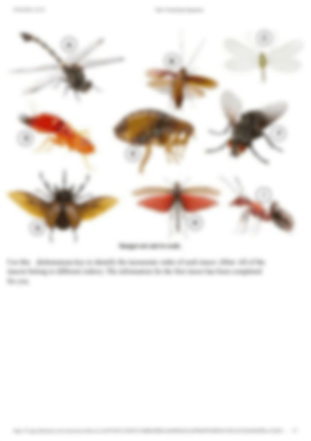 Course Activity_ Classifying Organisms.pdf_d9pd5uycp5j_page3