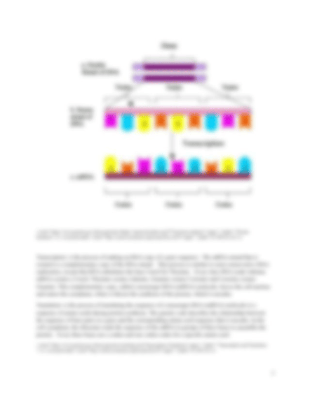 6. DNA & Protein Synthesis Lab.pdf_d9pu7u4qmt6_page3