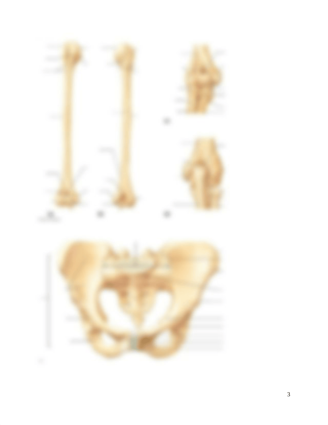 Bio 226    CHAPTER 7 Skeleton Assignment(1) (1) Revised.docx_d9qbgltfidz_page3