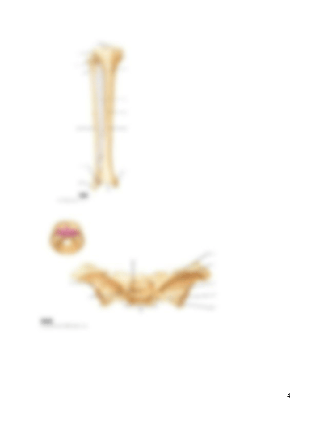 Bio 226    CHAPTER 7 Skeleton Assignment(1) (1) Revised.docx_d9qbgltfidz_page4