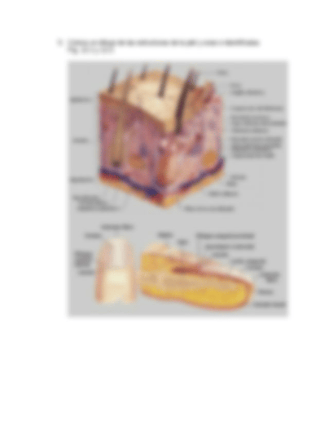 Guia # 1 Teoria Piel, Pelo, Uñas-anatomia rev 8-15.doc_d9qinwxm83u_page2