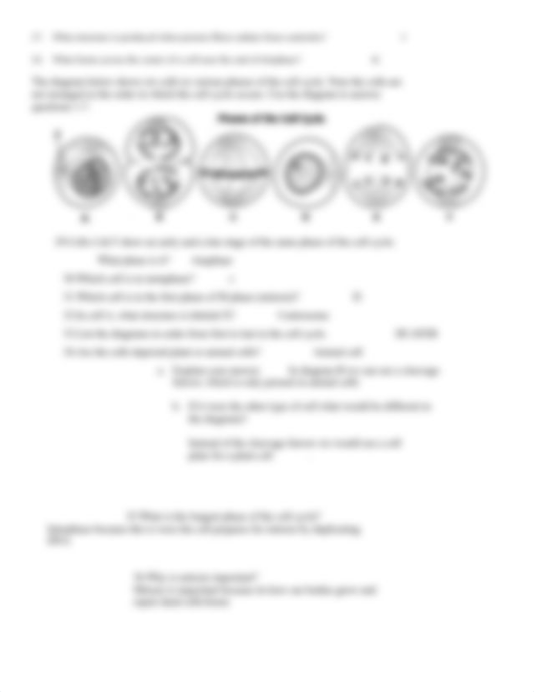 THE CELL CYCLE WORKSHEET .doc_d9qntlgglfw_page2