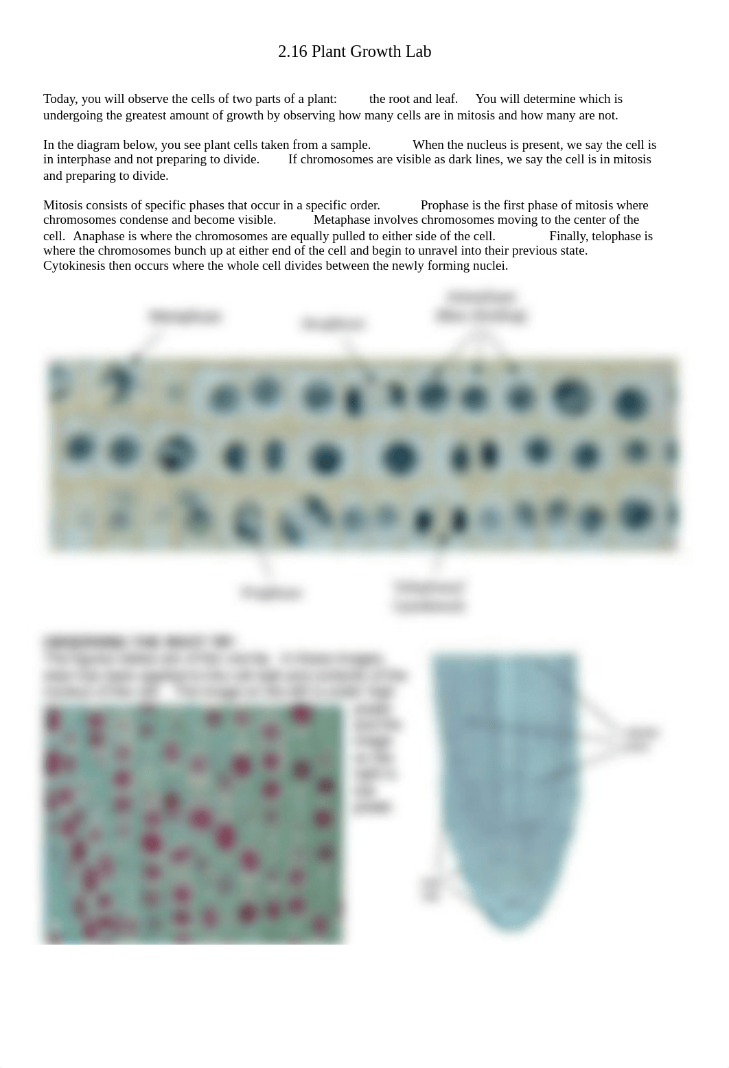 Copy of 2.16 Plant Growth Lab.docx_d9qrfndh5lx_page1