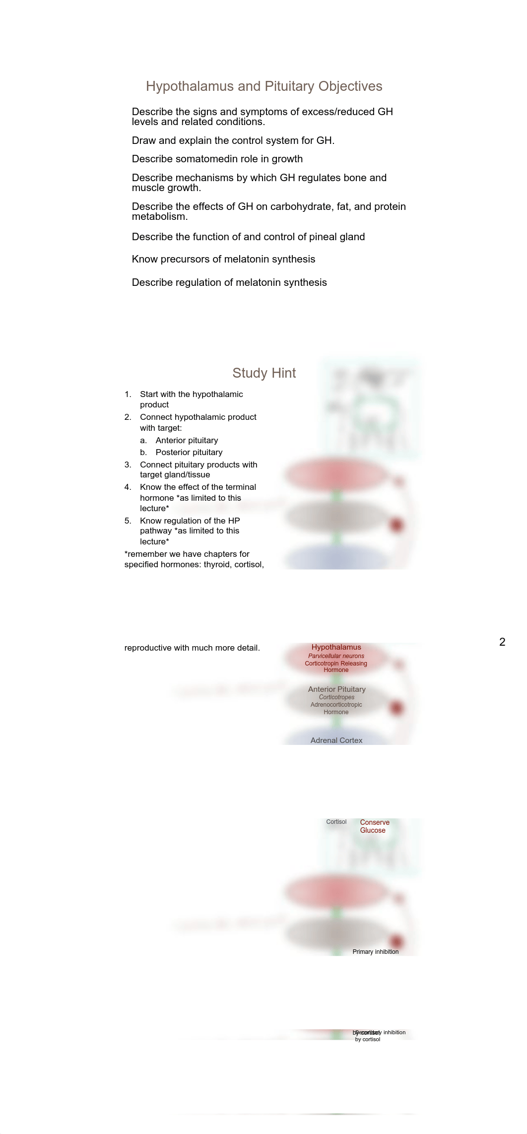 Exam 2 Content:  Hypothalamus and Pituitary, Thyroid (2).pdf_d9qybu83brj_page2