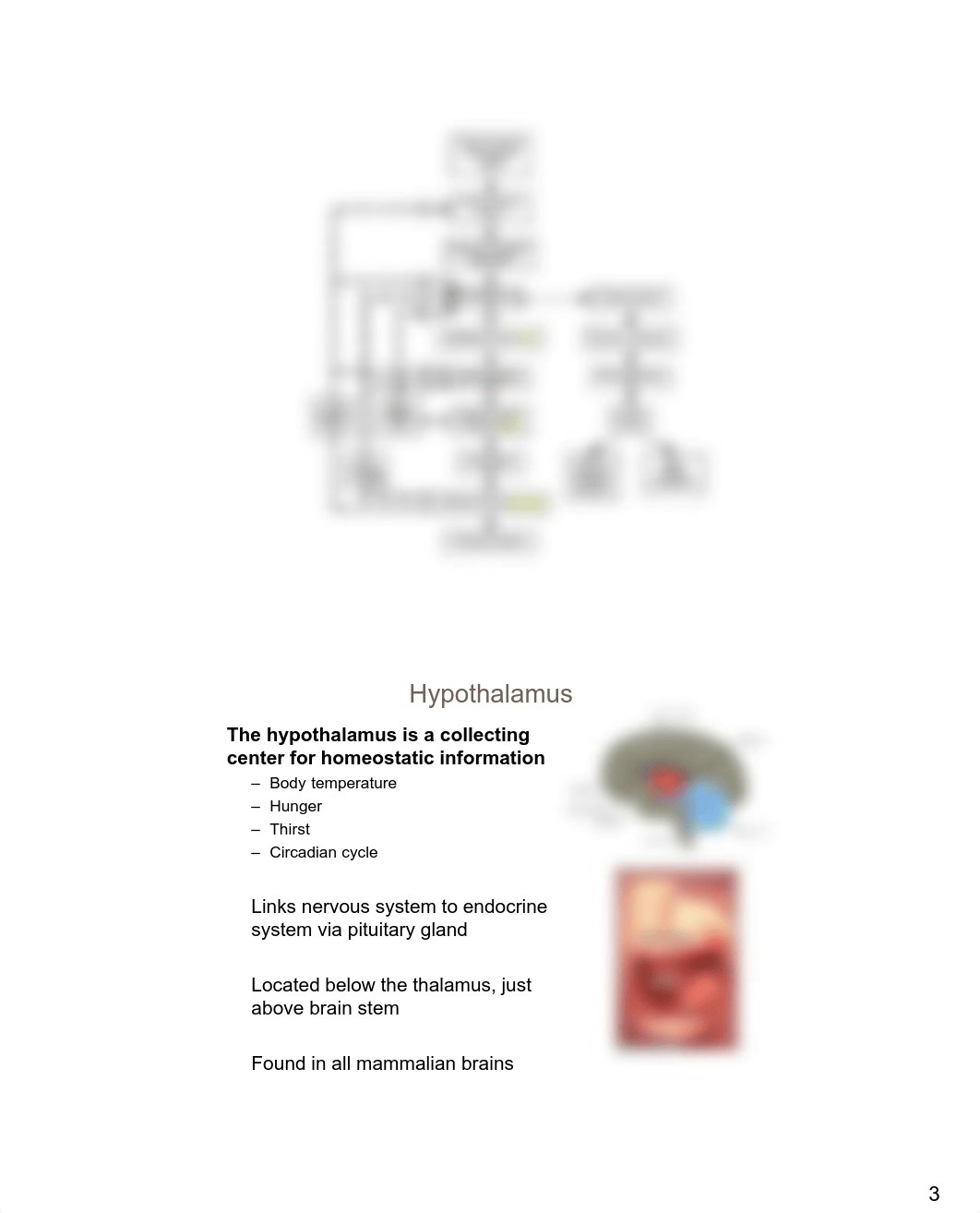 Exam 2 Content:  Hypothalamus and Pituitary, Thyroid (2).pdf_d9qybu83brj_page3