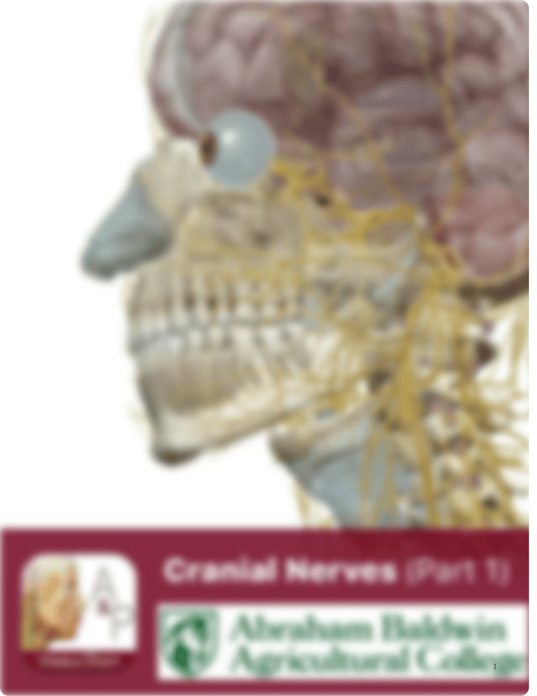 A&P1 Cranial Nerves.pdf_d9regcwycjn_page1